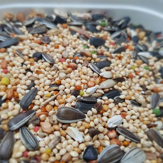 Hạt trộn cho chim cu gáy Minibica thức ăn cho chim phụ kiện lồng chim CC16 thumbnail
