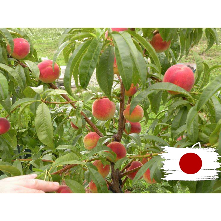Cây Đào Tiên Nhật Bản giống phát triển tốt chiều cao 80cm-1 mét dễ trồng & chăm sóc - quả to ngọt - hiệu quả kinh tế cao