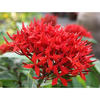 Bông Trang Lá Nhỏ ( Mẫu Đơn), Cao 25-35cm - Chậu Hoa
