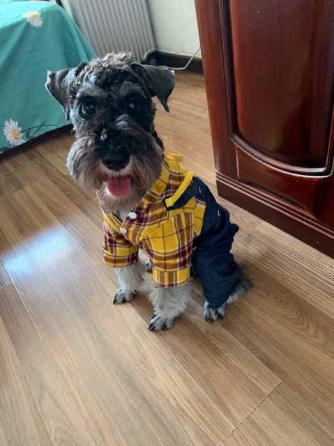 Combo quần áo cho chó mèo áo sơ mi caro vàng  ( tặng kèm túi đeo chéo da)