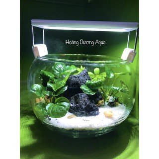 SET BỂ CÁ TRÒN ĐỂ BÀN LÀM VIỆC KÈM ĐÈN LED