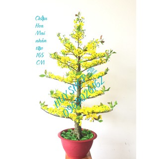 HOA TRANG TRÍ NGÀY TẾT - CHẬU HOA MAI VÀNG NHÂN TẠO 165CM