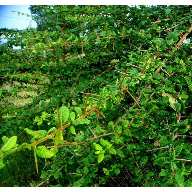 Cây găng nếp làm thạch (cây găng gai )- cây giống