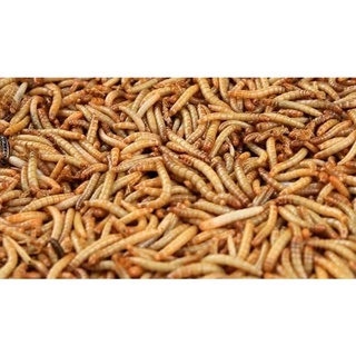 Sâu quy rang sấy phơi khô 20g
