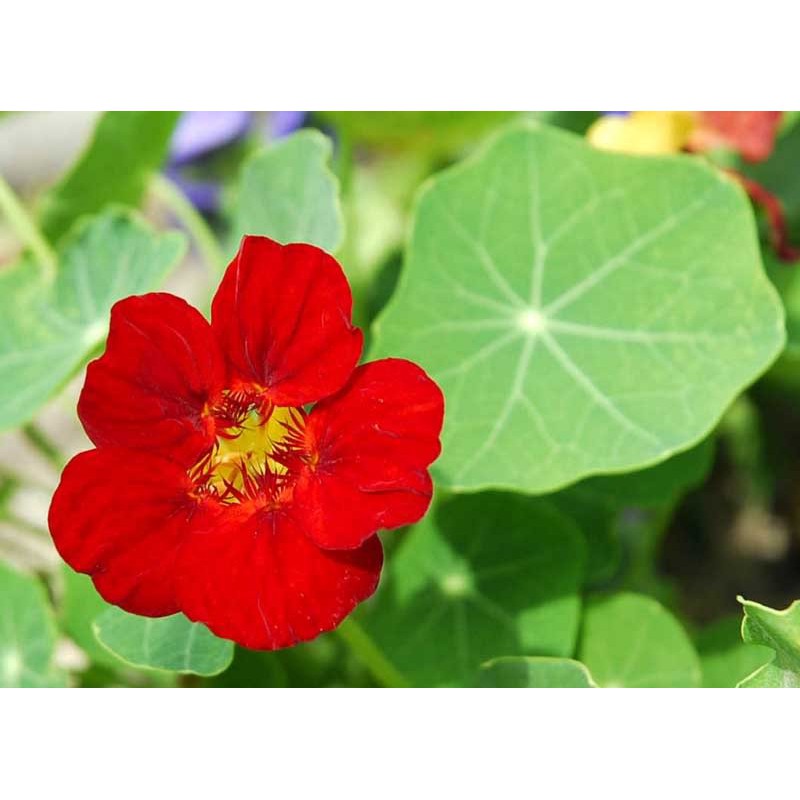 HẠT HOA SEN CẠN NHIỀU MÀU DÂY LEO - GÓI 1 GRAM