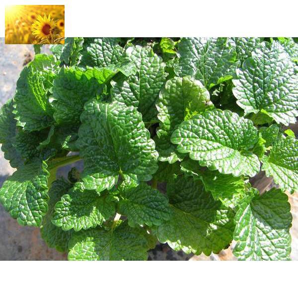 Hạt Giống Bạc Hà Chanh/Lemon Balm (120 Hạt) - Thơm hương chanh và xả, Giảm stress - MUA 3 TẶNG 1 CÙNG LOẠI