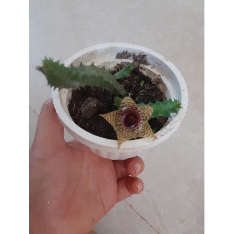 Xương rồng sao biển