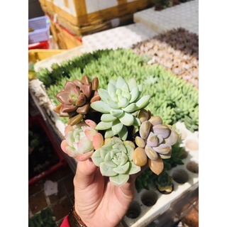 sen vỉ combo 5 cây