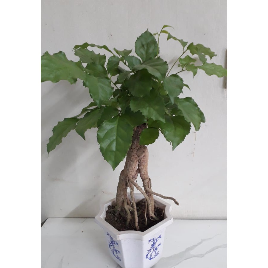 Cây hạnh phúc bonsai, cây nội thất trang trí nhà cửa, sân vườn