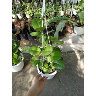 Cẩm cù Australis hoa cực thơm