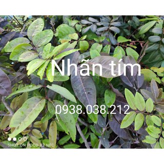 CÂY GIỐNG NHÃN XUỒNG TÍM