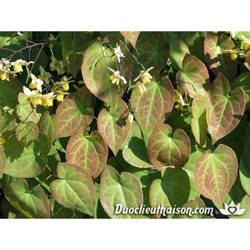 Dâm Dương Hoắc Khô  [1kg]