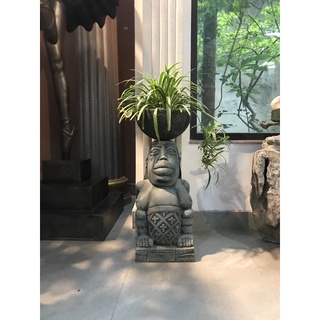 Cây cỏ bạch chỉ