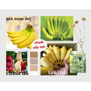 CÂY GIỐNG CHUỐI THÁI
