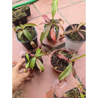 Cây cảnh combo 5 cây bắt mồi nắp khác nhau