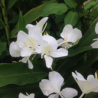 củ giống hoa BẠCH YẾN