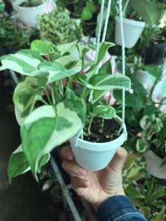 TRẦU BÀ CẨM THẠCH