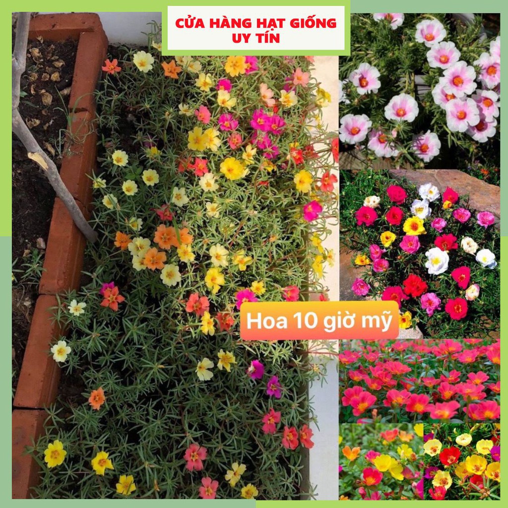 Hạt giống hoa mười giờ Mỹ F1 loại dễ trồng mix nhiều màu hoa [gói 100gram, 200gram, 500gram]
