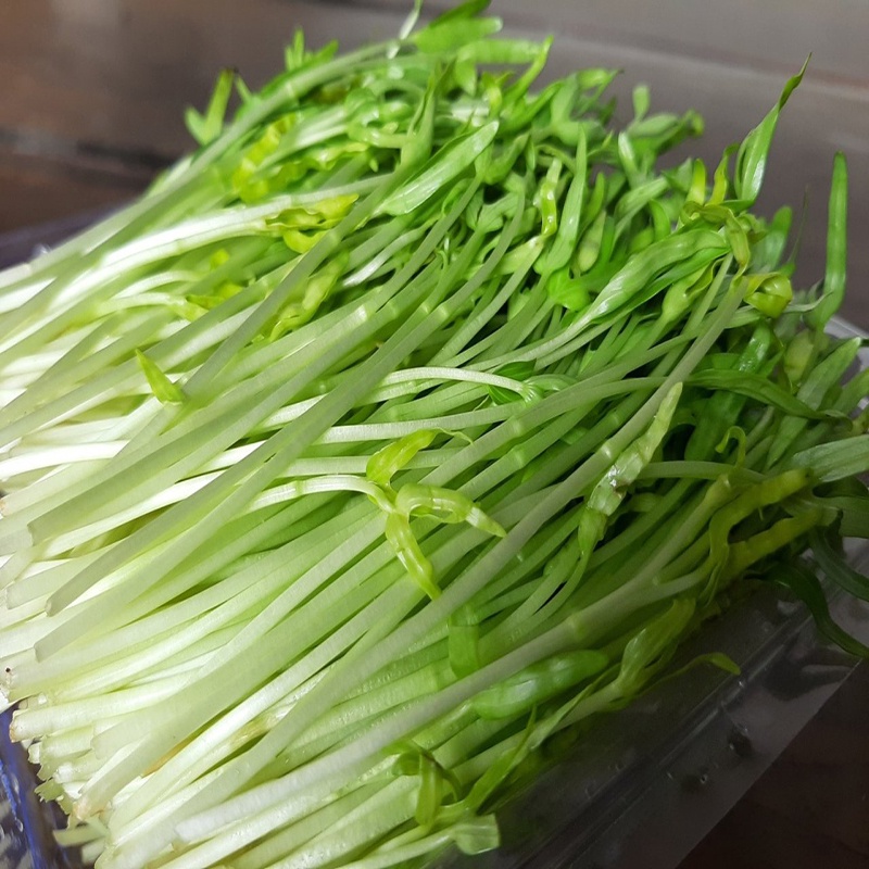 Hạt Giống Rau Mầm Rau Muống - Hạt Giống Rau Mầm TH Garden Cao Cấp Giàu Dinh Dưỡng, Dễ Trồng, Tỷ Lệ Nảy Mầm Cao