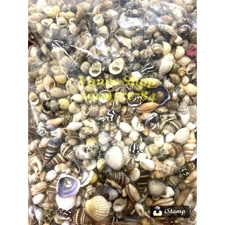Vỏ ốc nhí mix dưới 2cm 100gr