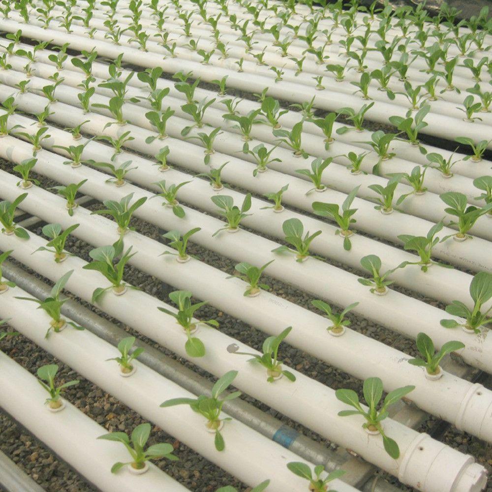 Bọt Biển Thân Thiện Với Môi Trường Không Cần Đất Trồng Cây Thủy Canh