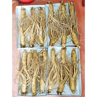 Sâm 6 năm tuổi hàn quốc loại 6 củ/1kg