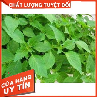 Hạt giống rau kinh giới năng suất cao 2 gr