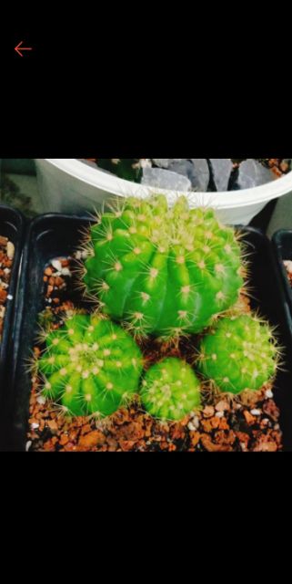 Xương rồng bí xanh