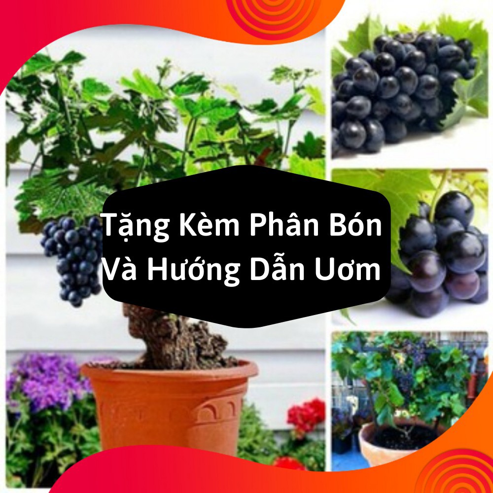 Combo 2 Gói Hạt Giống Nho Lùn Pháp