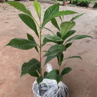 Cây Hồng  xiêm  ruột  đỏ