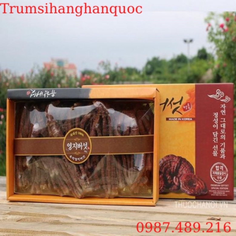 [ HÀNG MỚI VỀ ] Nấm Linh Chi Sừng Hươu Hàn Quốc, Hộp 500gr [ Hàng Mới Về ]