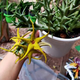 Cây Sao Biển (10)