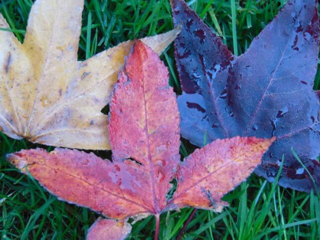 Máy ảnh sony cybershot H300 | BigBuy360 - bigbuy360.vn