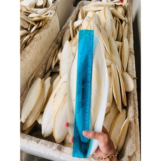 3 nang mực bổ sung canxi cho chim vẹt