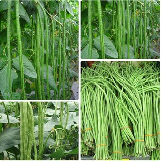 Hạt Giống Đậu Đũa Xanh Cao Sản - 1 gói 20gram