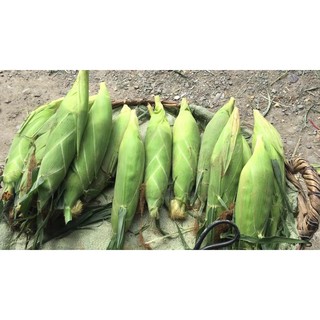 Hạt Giống Bắp Nếp Nù OP (Gói 50 Gam) Dẻo Ngon, Dễ Trồng