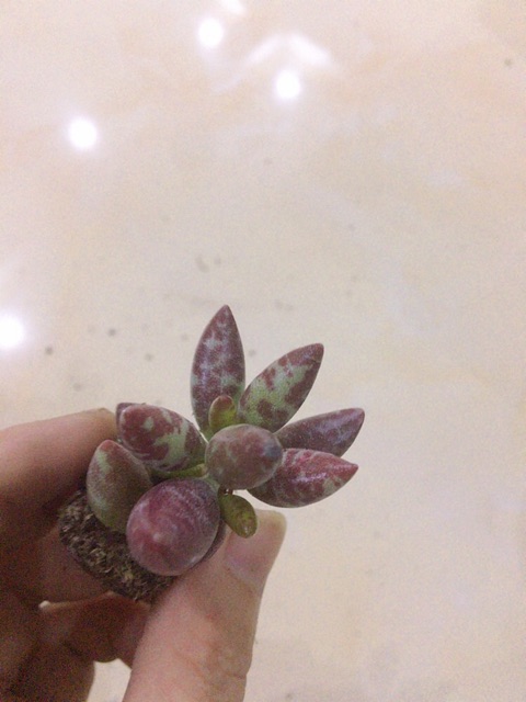 Sen đá lá nhọn đốm độc đáo