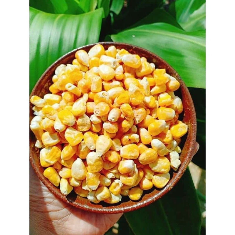 Bắp Mỹ Sấy Khô làm Bắp Rang Bơ