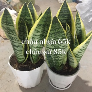 Chậu 3 cây lưỡi hổ