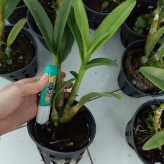 Hoa lan denro nắng Pensoda thơm