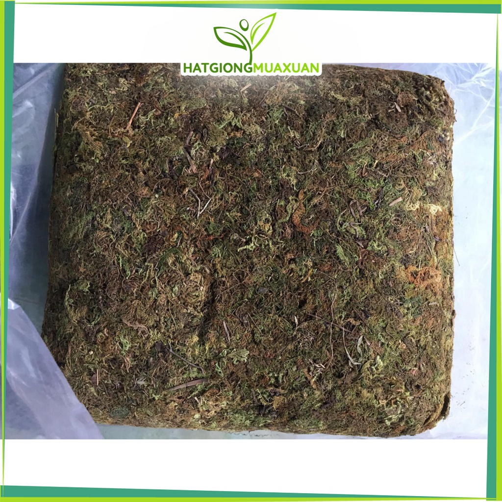 [SIEURE] Rêu rừng đã qua xử lý gói 150gr hàng đẹp, phân phối chuyên nghiệp.