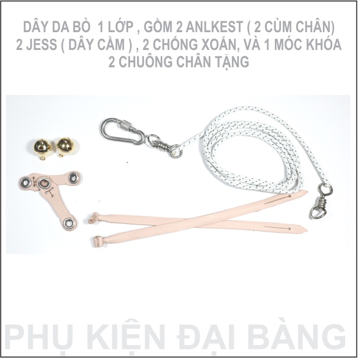 Dây chân chim ưng shikra, ưng bestra hawk, sparow hawk, cắt nhỏ hoppy và kestrel