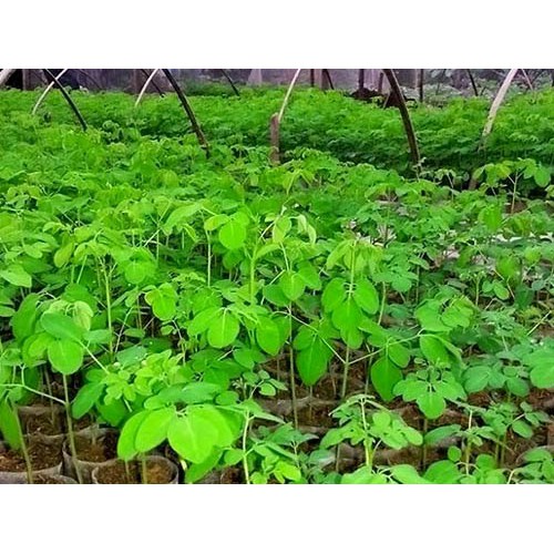 Cây giống chùm ngây Moringa cao 20cm