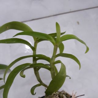 Com bo 3 cốc hoa phong lan - 5ct họng tím