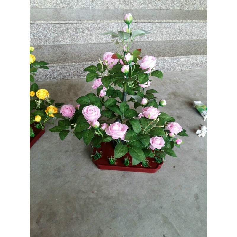 cây Hồng cao ~ 90 cm