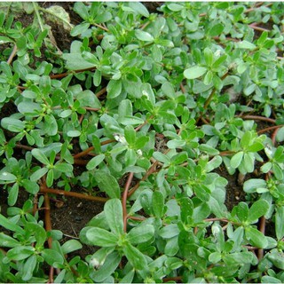 Gói 2g hạt giống Rau Sam