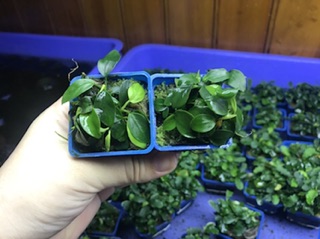 Ráy nana thuỷ sinh