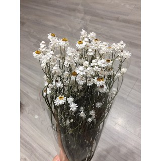 BÓ HOA CÚC AMONI ĐẸP LOẠI 1