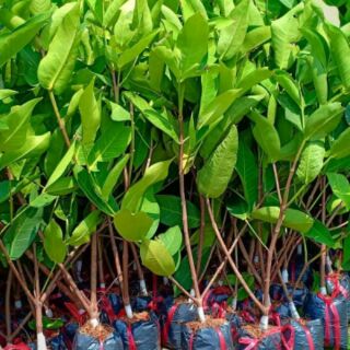 Cây giống roi đỏ An Phước