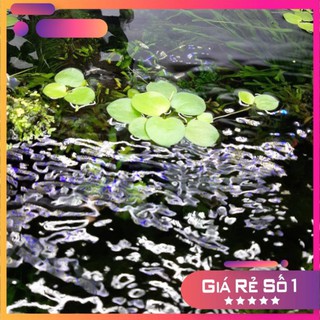 ☘ Bèo nhật - Cây thuỷ sinh nổi mặt nước